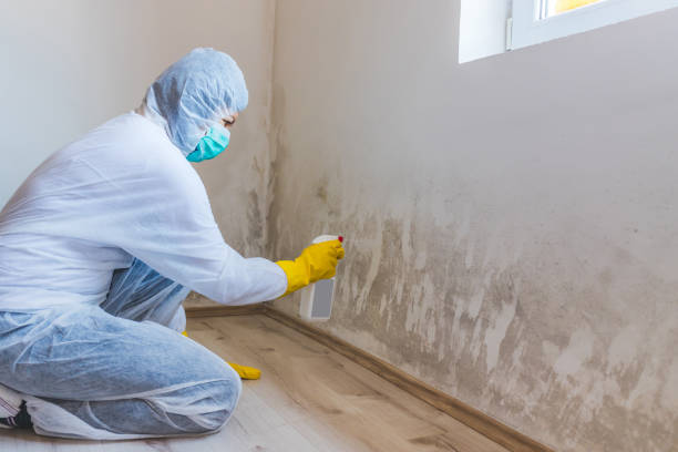 Mold Remediation specialist working in Port Republic