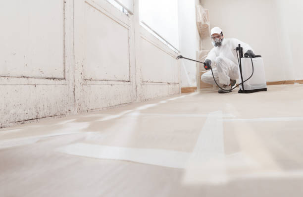Black mold remediation team in Port Republic
